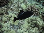Snorkeling at Molokini
